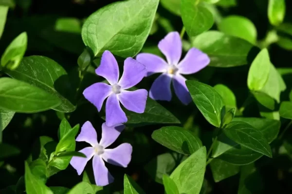 This image has an empty alt attribute; its file name is -1199x800.webp