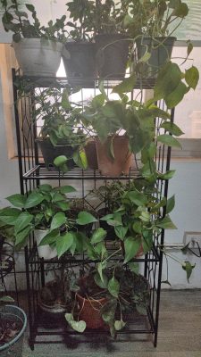 Cultivating Flowers Using Plant Stands